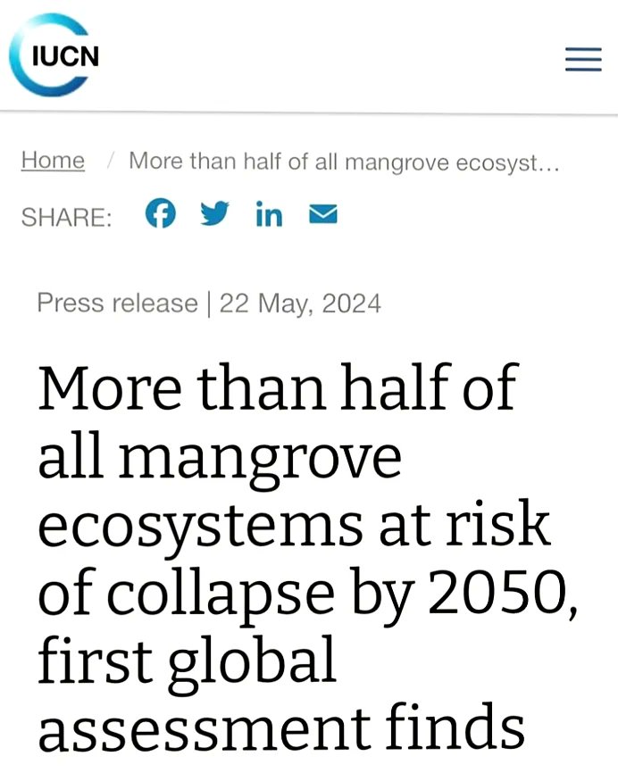 aubynhenry's tweet photo. Disturbing projection: Over 50% of mangroves could vanish by 2050. Urgent action needed: Support restoration efforts 🌱, decrease carbon footprint 🌍, promote sustainable coastal management 🏞️. Preserve our invaluable ecosystems.

 #AUBYN #BeTheChange #ICUN https://t.co/X7HmJyf0nS
