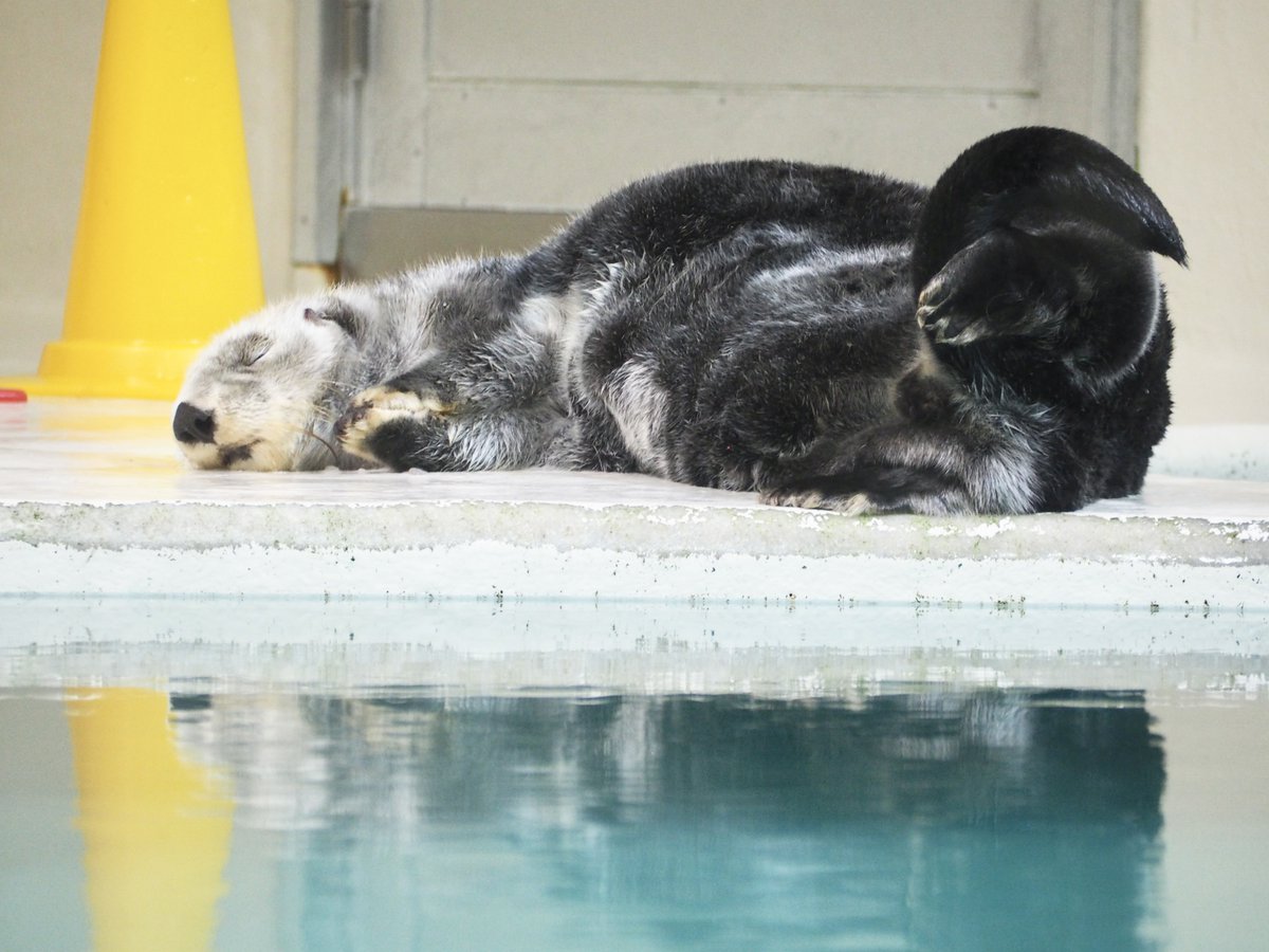 野生を忘れた寝姿

#鳥羽水族館 #ラッコ #キラちゃん #ラッコのキラちゃん