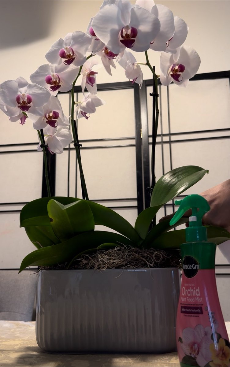 YanSanPedro's tweet photo. @MiracleGro Looks so strong, yet delicate~Orchids! I wish these beautiful orchids will last longer! #phalaenopsis #orchid #bloom https://t.co/QfKwo3PJee