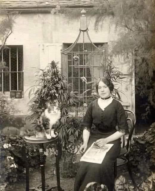 A woman in her #cannabis garden with her cat, 1910