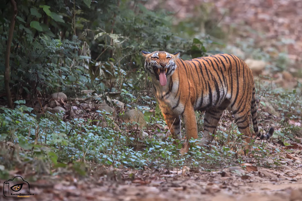 #Pedwalli performing the #flehmenresponse after probably smelling a male tiger which has crossed the path (based on the pugmarks we saw) . They do this when investigating sites of particular interest, odors or tastes #IndiAves #Corbett #Dhikala @natgeoindia #canonphotography