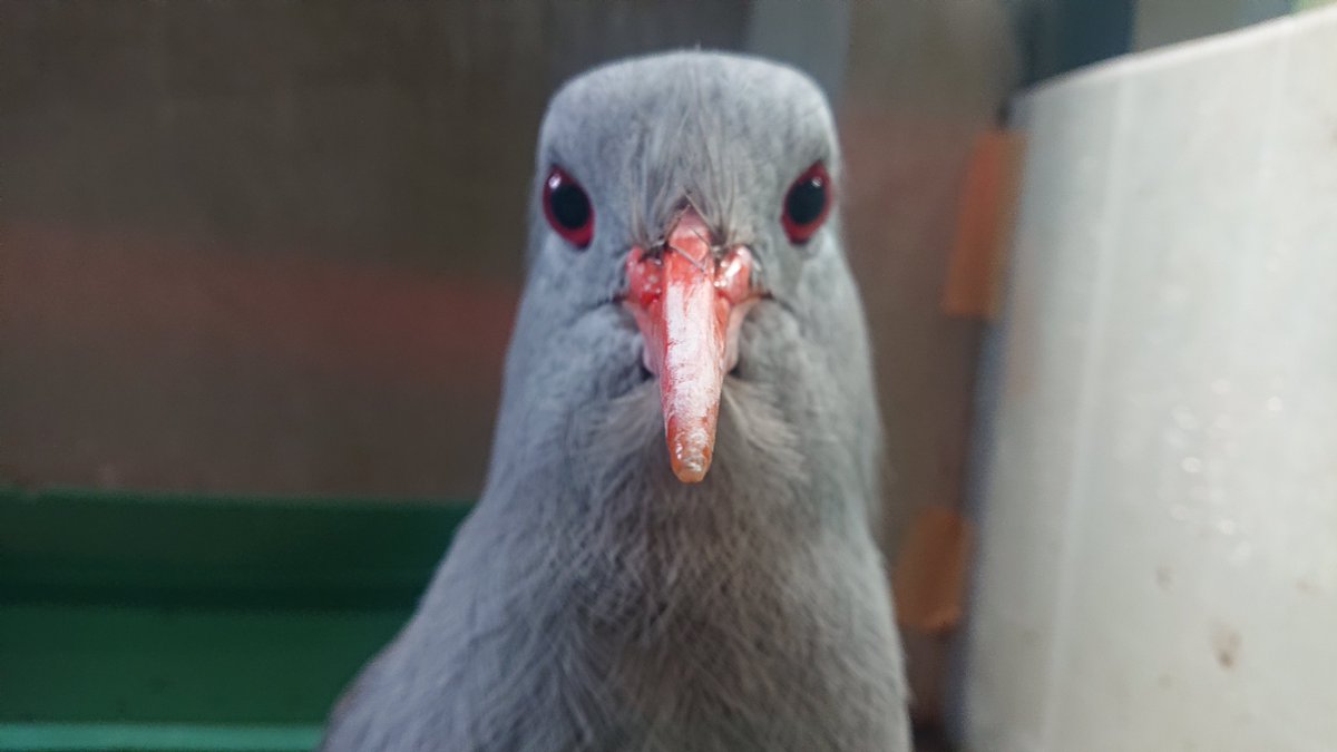 #不定期更新 #本日のカグー キリッと！？こちらを見ている「ミドリン」です。 #野毛山動物園 #入園無料 #カグー