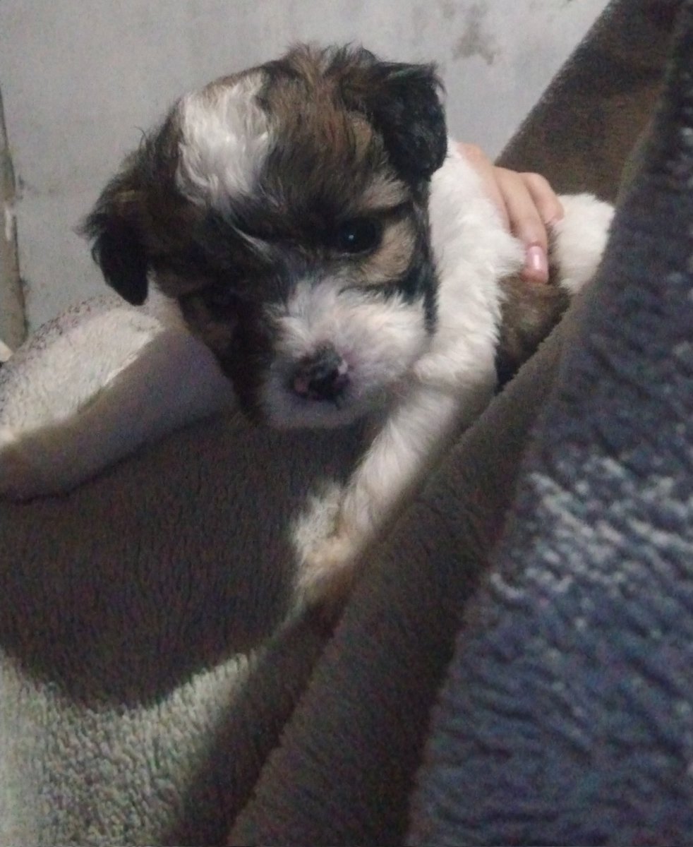 cachertorta's tweet photo. Zoi y yo votando antes de dormir, les mandamos buenas noche🫶🏻 @CalleyPoche
#PetsCacheXPremiosHeat https://t.co/4hu7W473JQ