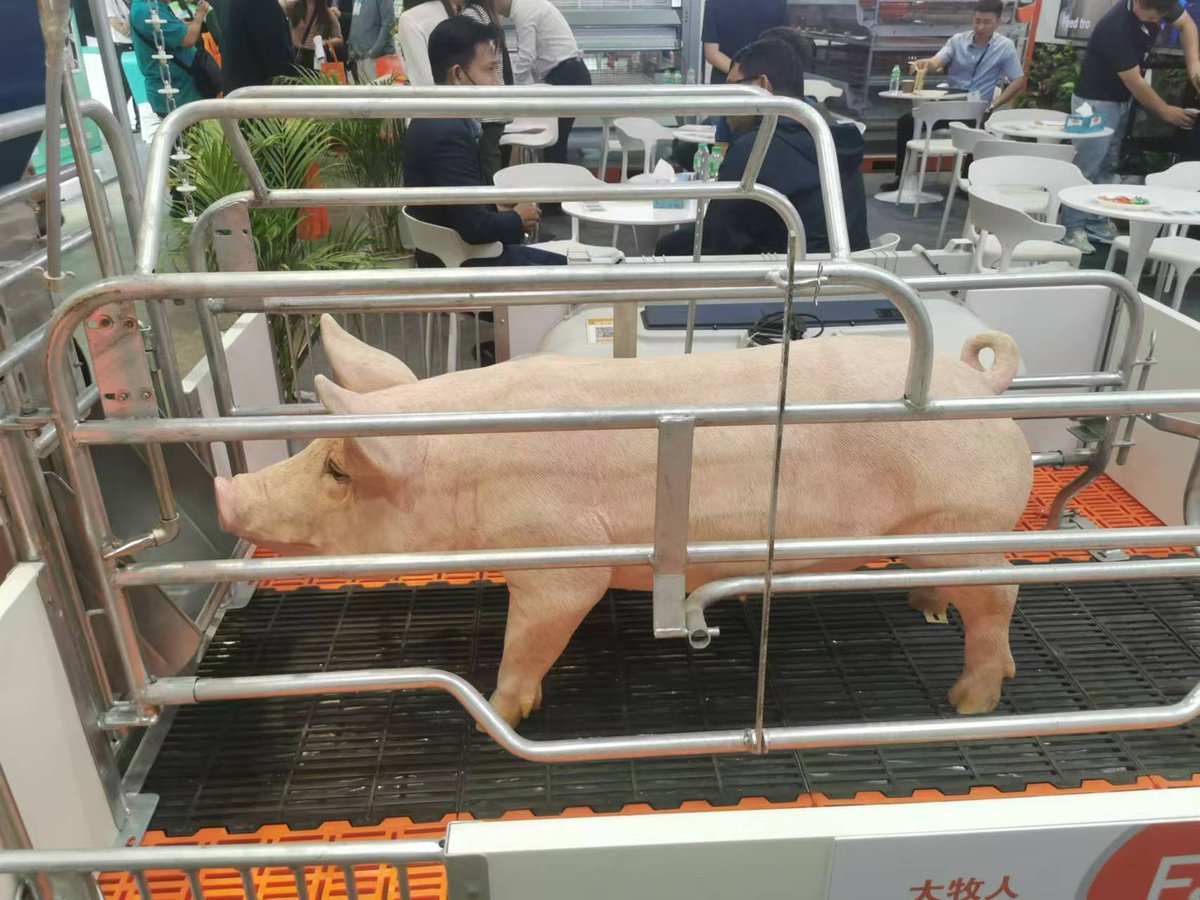 NancyDon171's tweet photo. Livestock Philippines 2024
Quaculture Philippines 2024

We provide one stop door-to-door shipping solutions from China to Philippines by sea/air. 
If you have any import and export goods to be shipped, please contact us.🚢✈️

#Philippinesexhibition #livestock #quaculture #broker https://t.co/lxKdMoJbr4