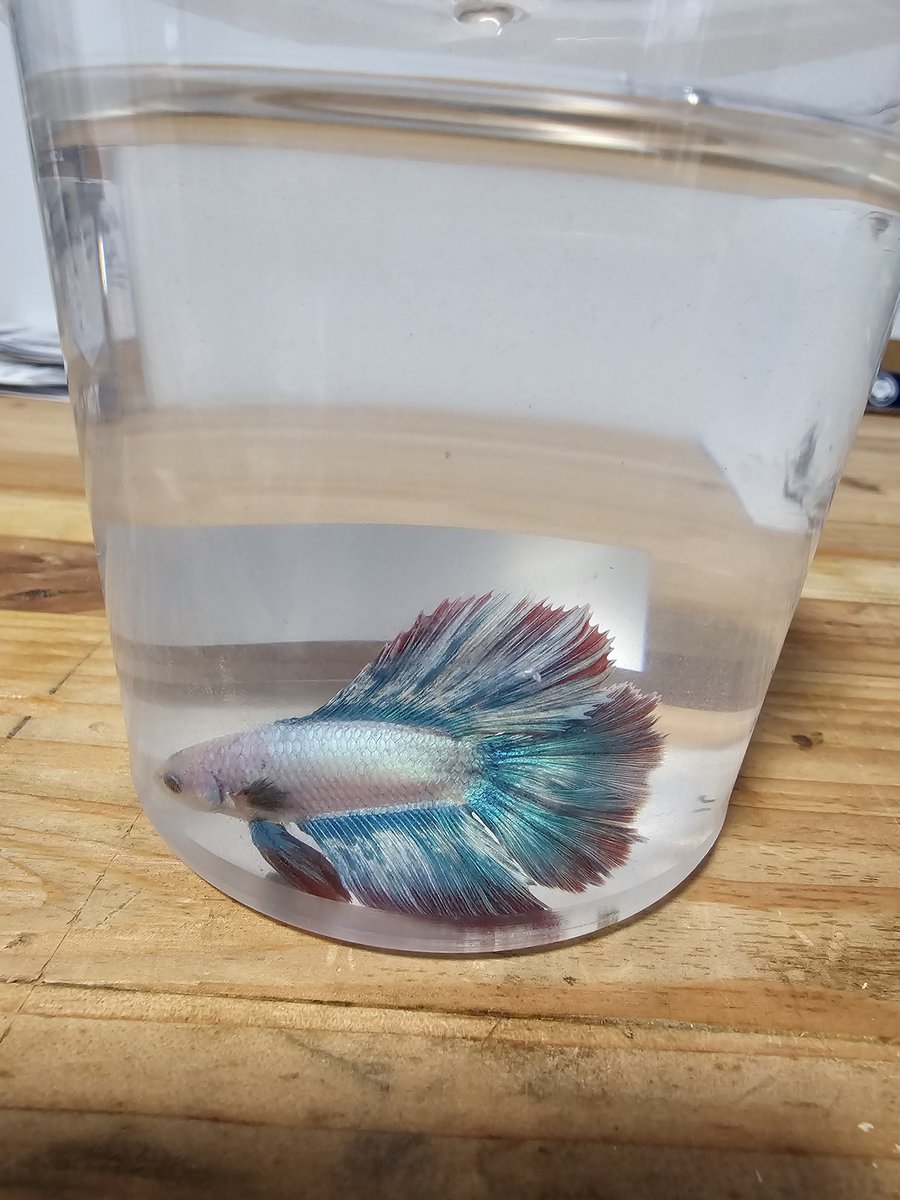 speak_na's tweet photo. Got myself a late birthday present... Everyone meet Fred the fish. https://t.co/PjQAxBL6rQ