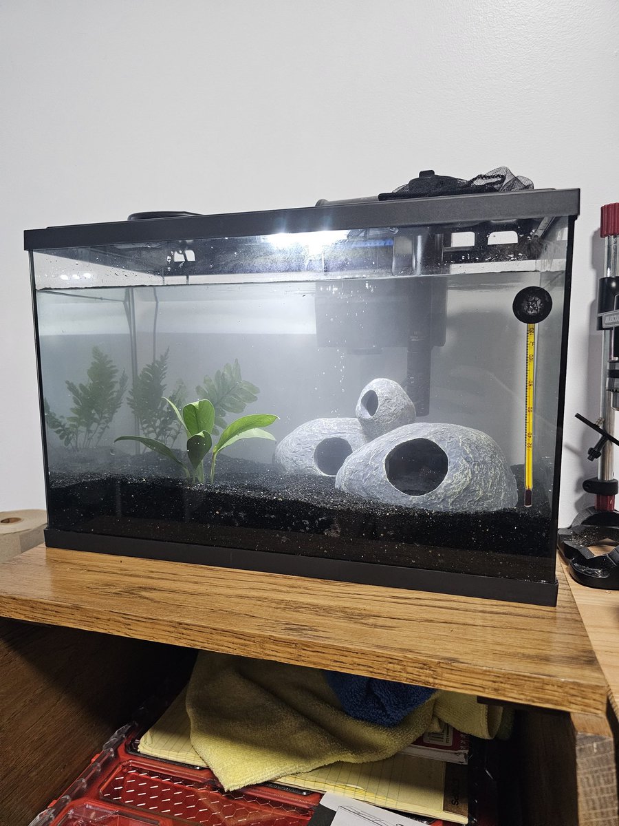 speak_na's tweet photo. Got myself a late birthday present... Everyone meet Fred the fish. https://t.co/PjQAxBL6rQ