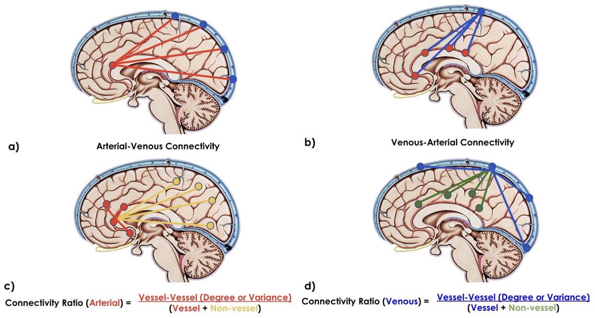 New paper in Imaging Neuroscience by Xiaole Z. Zhong, Yunjie Tong, and J. Jean Chen: Assessment of the macrovascular contribution to resting-state fMRI functional connectivity at 3 Tesla doi.org/10.1162/imag_a…