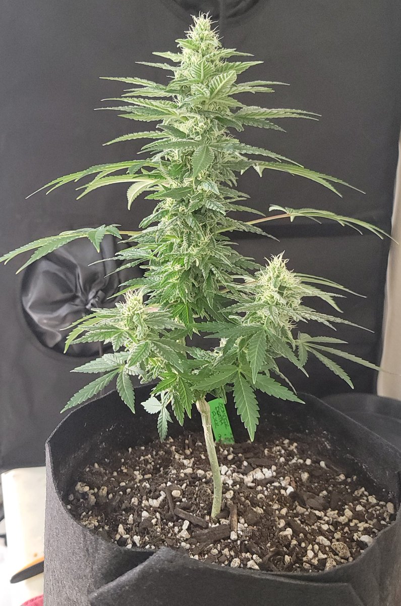 Cherry Smash - Inhouse Genetics
Zombie Death Fuck - Blimburn Seeds
Week 4/5?? Not sure. These were flipped to flower at day 28. Definitely running the Cherry again. Smells great.
#organiccannabis #homegrown #growyourown #photontek #inhouse #blimburn