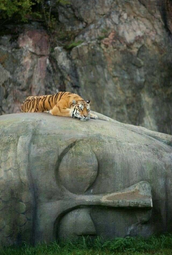When you tame & unleash the tiger within you at the same time…. #BuddhaPurnima