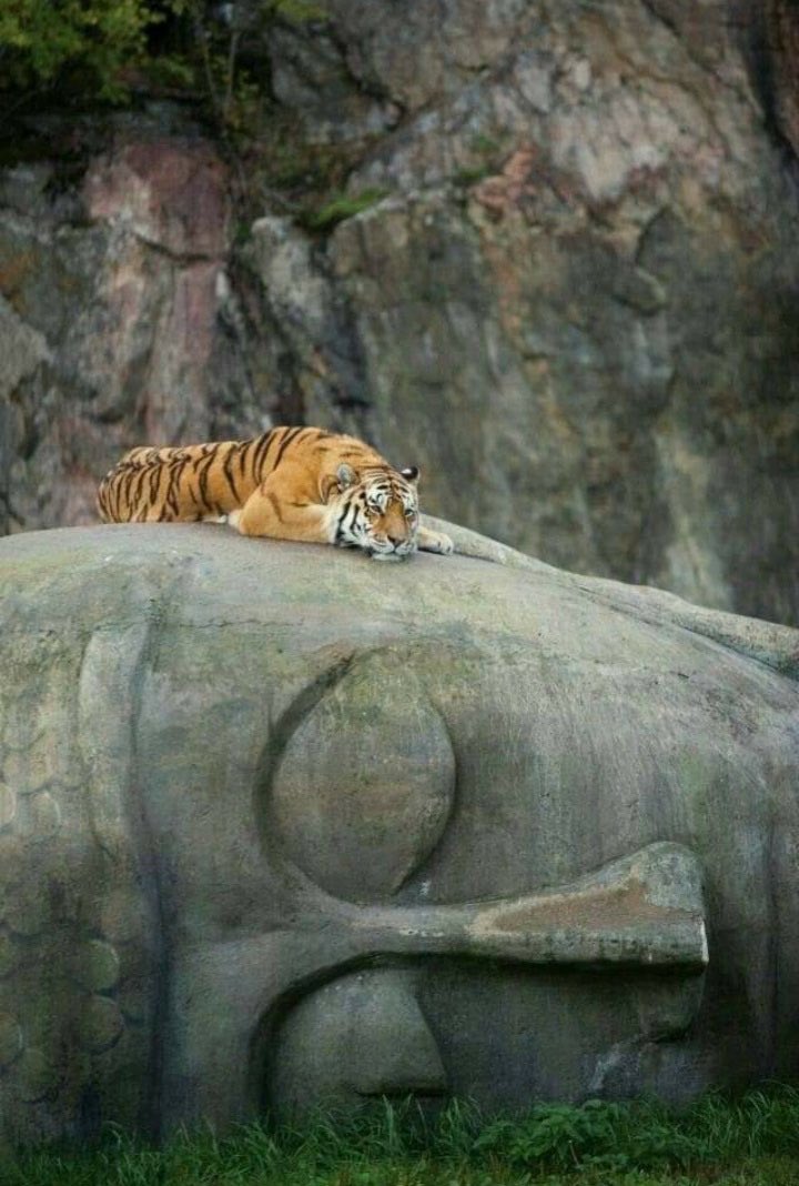 When you tame &amp; unleash the tiger within you at the same time….

#BuddhaPurnima