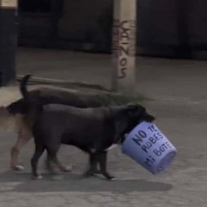 Perritos que curan tu depresión 🐶 tweet media