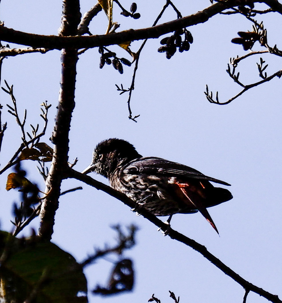 Record shot of maroon oriole pair #IndiAves #BBCWildlifePOTD #BirdsSeenIn2024 #birds #birding #TwitterNatureCommunity #birdphotography #photooftheday @NatGeoIndia @NatureIn_Focus #uttrakhandtourism #uttrakhand @Advay_Advait