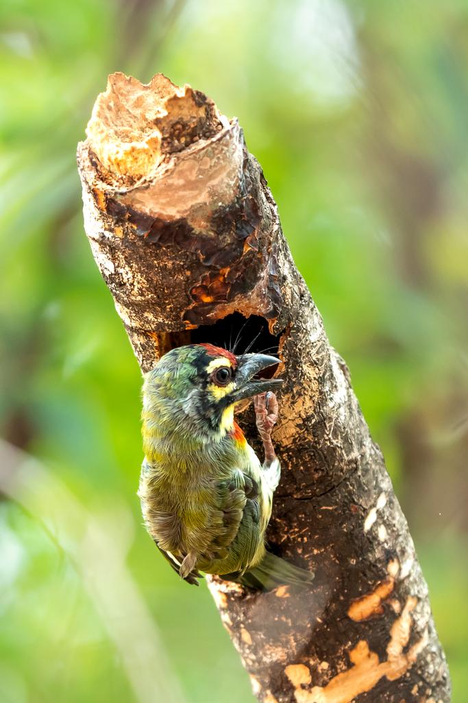 Copper Smith Barbet .. scouting for a Nesting hole ! Balcony birding #photography #ThePhotoHour #IndiAves #birdphotography #birdwatching #BirdsofIndia #SonyAlpha #BBCWildlifePOTD #SonyA7iv #Hyderabad