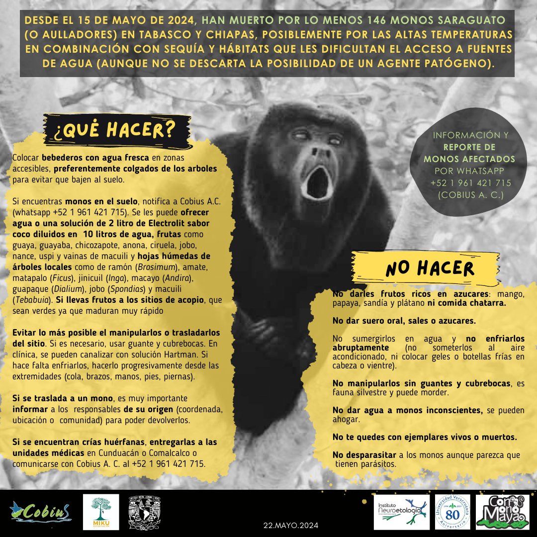 Comparten porfa y ayudan a los monos aulladores afectados por los altas temperaturas en el sur de Mexico
#primate #conservación #howlermonkey