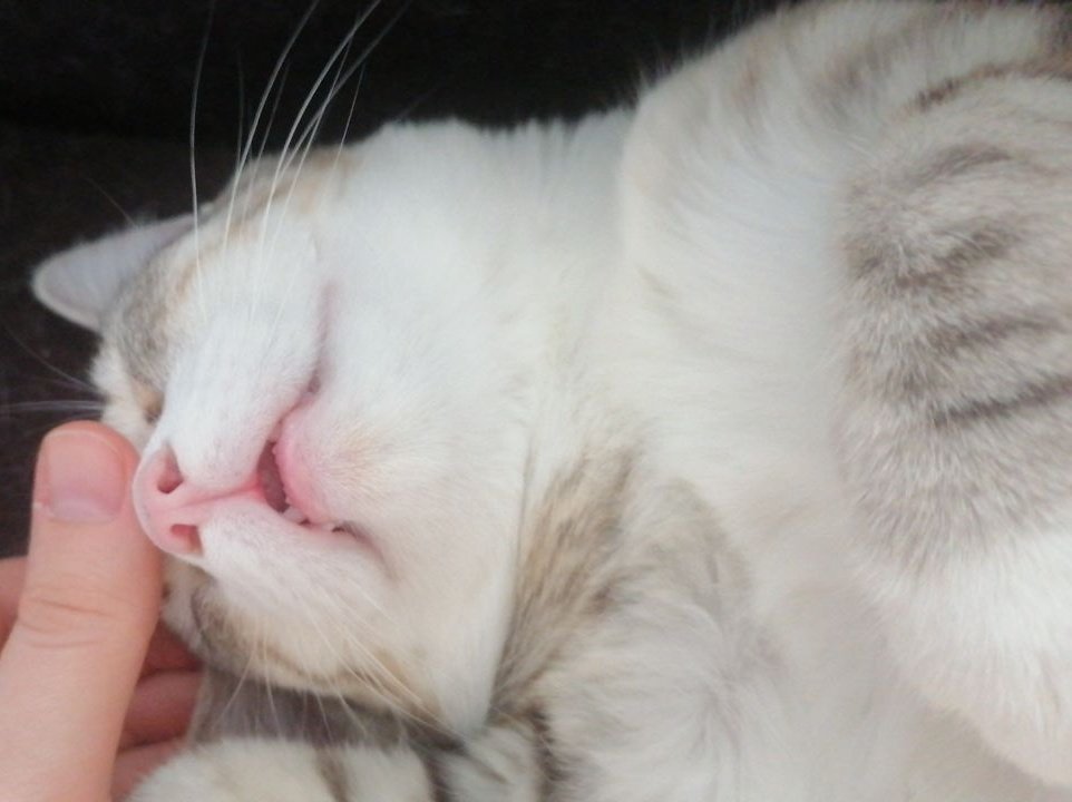 ChanChamile's tweet photo. My little friend❤
His name is Pirate :p https://t.co/mJniV4O6OA