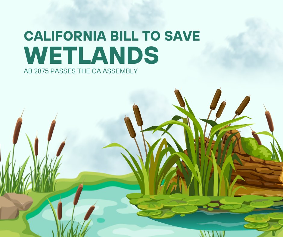 Last year, the Supreme Court decimated protections for our nation’s wetlands. Today my bill AB 2875, which will restore protections for CA’s precious wetlands, passed out of the Assembly with unanimous bipartisan support.