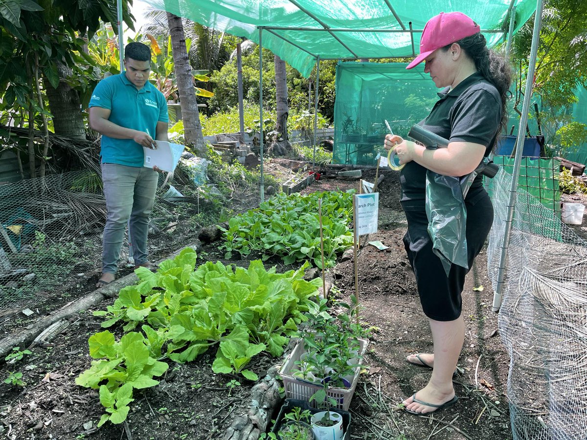 spc_cps's tweet image. #PacificAgriculture | Farmer-led research led by @InitiativeKiwa POLFN in #Nauru will soon inform locals on the best water source for growing vegetables and the best #agroecological practices for growing vegetables and managing pests &amp;amp; diseases in their conditions @PoetCom1