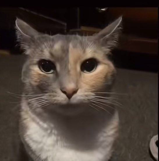CalicoStare's tweet photo. @DIOButFemale Library of Cat........ https://t.co/x2YHC3mCiL