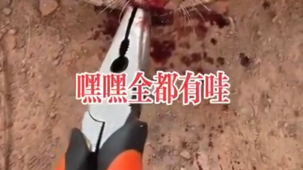 When a government favors #China🇨🇳 in any way.... this is what they accept. Chinese Government stubbornly refuses to outlaw this growing obsession of hurting animals for views. So obviously Chinese government sees value in #AnimalAbuse. #China🇨🇵 should be shunned like #NorthKorea,