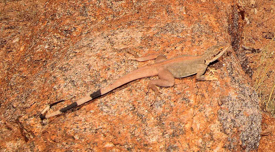 Good news! 🔬 The Yinnietharra rock dragon is one of the most poorly known of the threatened priority species, but a new project received funding to help protect it. 🦎 #UWA @UWAresearch @BiolSci_UWA @dcceew @tscommissoner @CurtinUni @wamuseum bit.ly/4dQe0Gz