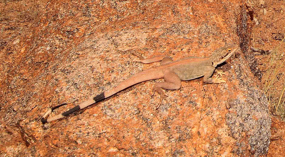 UWA (@uwanews) on Twitter photo Good news! 🔬 The Yinnietharra rock dragon is one of the most poorly known of the threatened priority species, but a new project received funding to help protect it. 🦎 #UWA <a href="/UWAresearch/">UWA Research</a> <a href="/BiolSci_UWA/">School of Biological Sciences, UWA</a> @dcceew @tscommissoner <a href="/CurtinUni/">Curtin University</a> <a href="/wamuseum/">Western Australian Museum</a>
bit.ly/4dQe0Gz Good news! 🔬 The Yinnietharra rock dragon is one of the most poorly known of the threatened priority species, but a new project received funding to help protect it. 🦎 #UWA <a href="/UWAresearch/">UWA Research</a> <a href="/BiolSci_UWA/">School of Biological Sciences, UWA</a> @dcceew @tscommissoner <a href="/CurtinUni/">Curtin University</a> <a href="/wamuseum/">Western Australian Museum</a>
bit.ly/4dQe0Gz