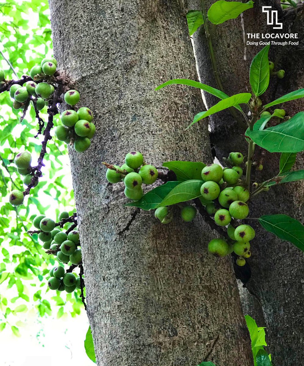 TheLocavoreIn's tweet photo. Many have seen the wild fruit but don’t know what it is, let alone that it is edible and can be cooked. For others, gular only exists as a myth and in stories of non-existence.
Read about Gular here: https://t.co/l2SzV88NXs
#Culture #Gular https://t.co/eHxlAywlqM