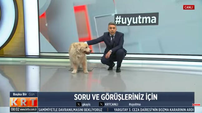 SUNNY KRT'DEN SESLENİYOR... 'Uyutma!' Sokak hayvanları ile ilgili çıkarılmak istenen vahşi içerikli yasaya karşı sesimizi yükseltelim. Bu sabah KRT TV stüdyosunda yayına Gökhan Kayış'la birlikte katılan editör arkadaşımız Sinem Gündem'in evlâdı SUNNY de bu çağrıya güç veriyor.