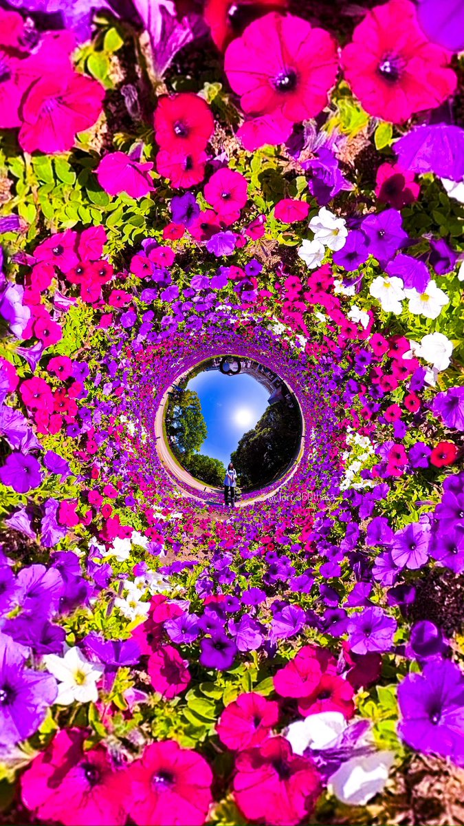 Bright and classic flowerscope.✨💐✨🌐
#insta360oneRS    #tinyplanet   #360photo #insta360 #Leica #flowergarden 
@panophotos @insta360 @insta360_Jp