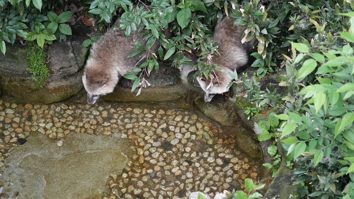 2人仲良くゴクゴク。
#ホンドタヌキ #東山動植物園