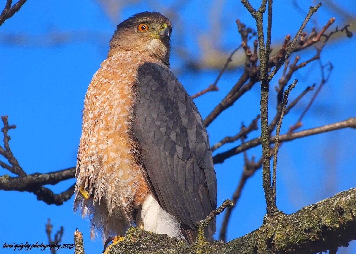 Trailscapes ... Fine Art Photography by Tami Quigley: Spring Watch Of The Cooper's Hawk ... trailscapes-tami.blogspot.com/2024/05/spring… #WildlifeWednesday #new #blogpost #CoopersHawk #hawk #spring #AYearForArt #BuyIntoArt #TrexlerPark #lehighvalleyphotographer #LehighValley @LehighValleyPA @visitPA