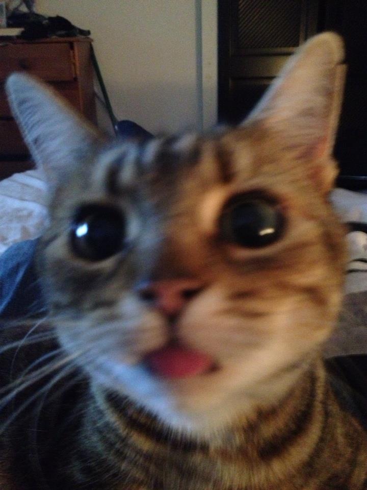 boturitter's tweet photo. 02:20 Surprise Cat
I'm not sure what I'm doing here, but I'm having a good time! #cat #cats #kitty #kitten #cute #funny #lol #meow #instacat #instakitten https://t.co/62uKjJs7I1