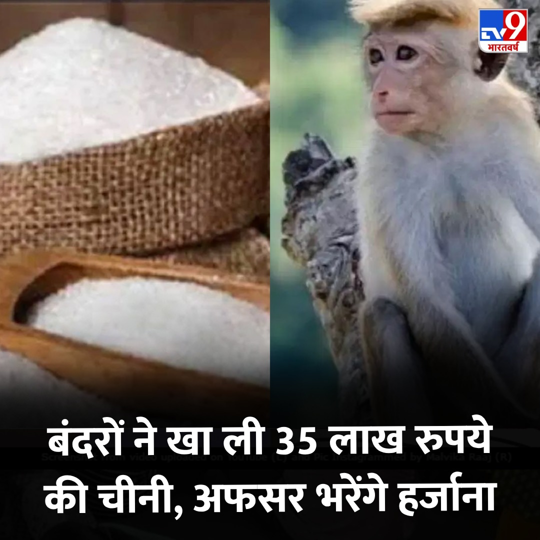 उत्तर प्रदेश के अलीगढ़ में चीनी मिल बंदरों ने खा ली 35 लाख रुपये की चीनी, अफसर भरेंगे इसका हर्जाना 

👉tinyurl.com/37nf3e95

#UttarPradesh #Monkey #TV9Card