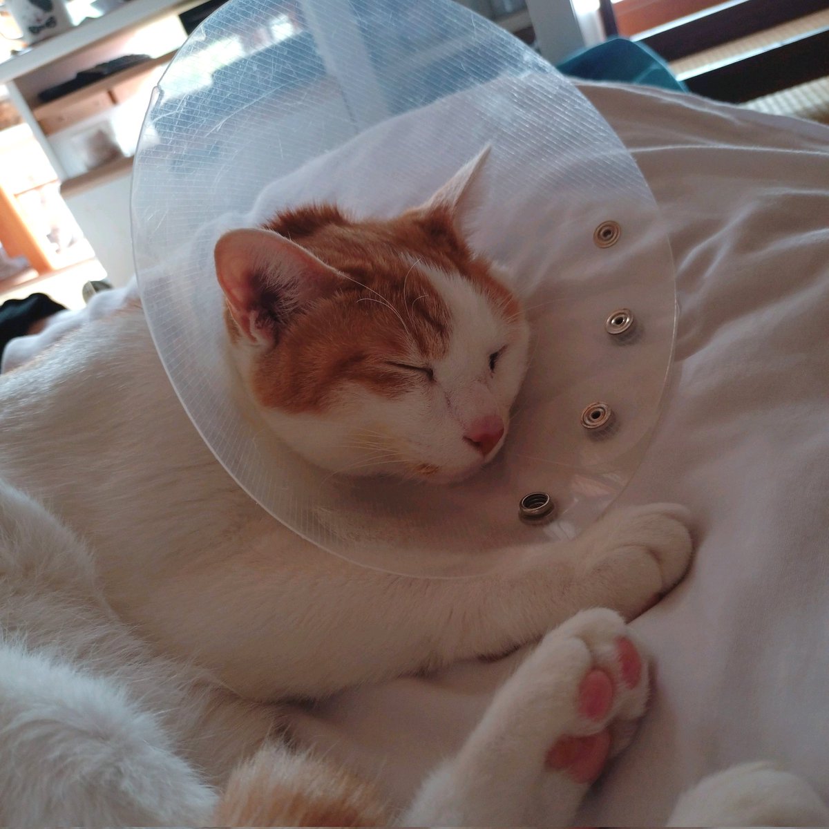 nekokitsuon's tweet photo. 左目の感染症の為にカラー装着。
治療頑張ろうね！
目薬の時にイヤイヤってなってるけど。 https://t.co/16YDBPzuZy