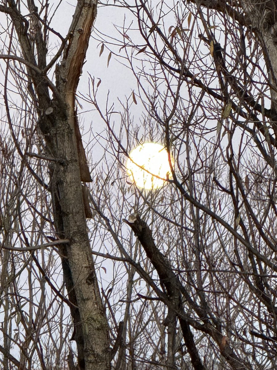 janeebloom's tweet photo. Flower Moon in winter tree #MayMoon https://t.co/7MptxWmleK
