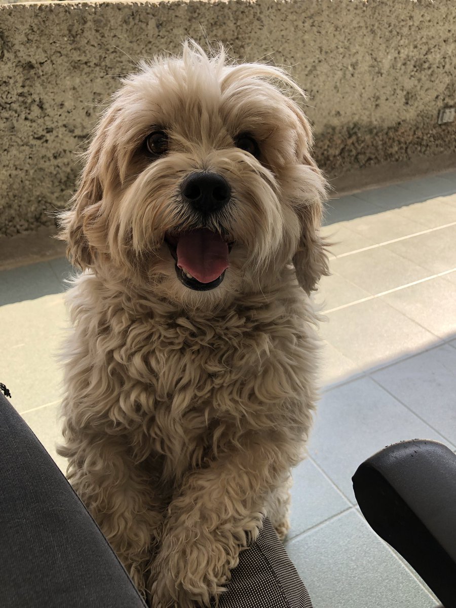 cynthiaflowers's tweet photo. #PetsCacheXPremiosHeat
@CalleyPoche
Voto ✔️
Los nombres jaja
•Gusberto Leonardo aka Gus, •Margaret Roberta aka la Maggy, •Blanca Nicolasa aka la Nicky y •Joaquin aka el chapo o pelos ✨ https://t.co/bLOXJwp95j