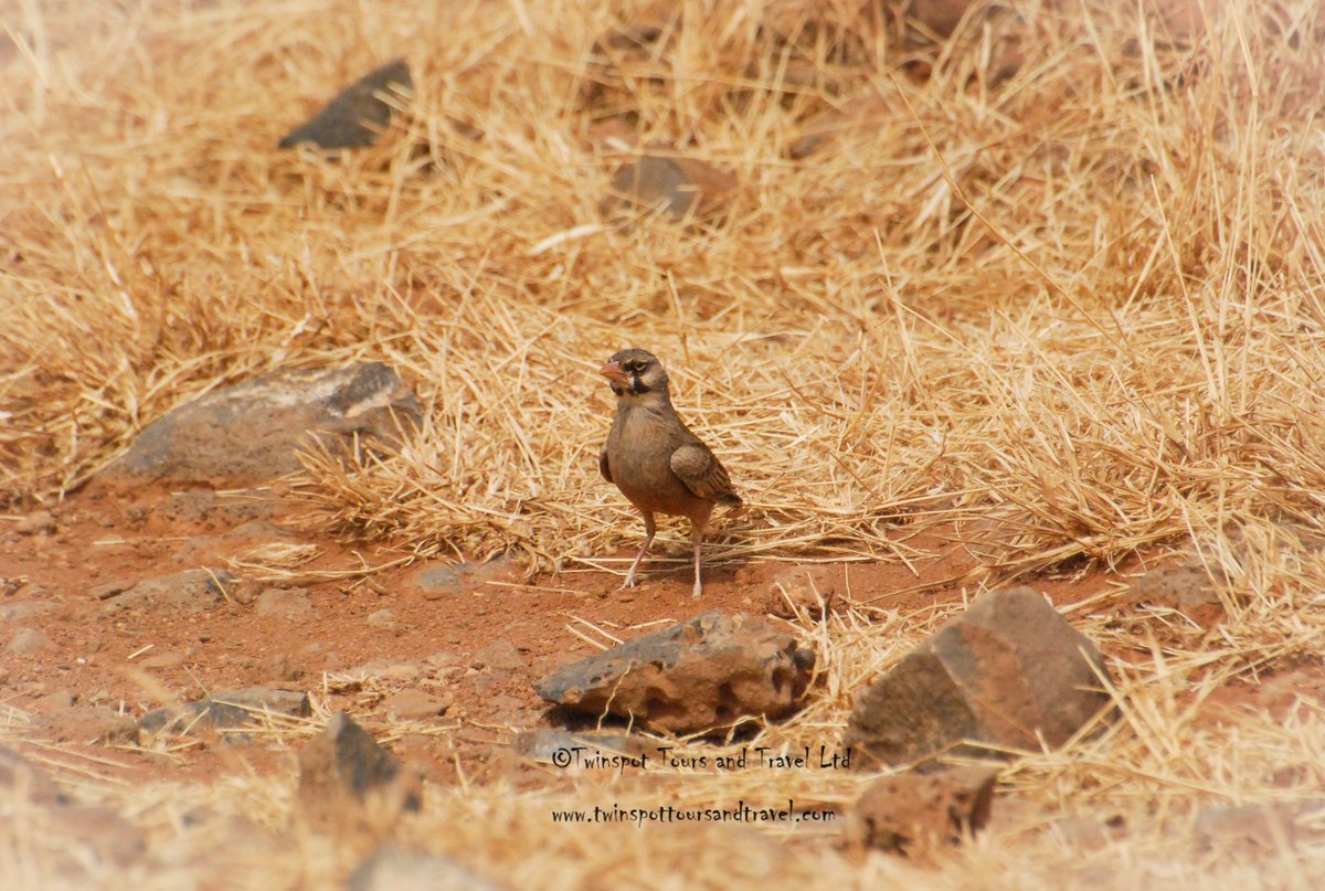 Masked Lark #birds_adored #birdphotography #birdinginkenya #birdbrilliance #birdwatchers_daily #magicalkenya #nature #birdlife #natgeo #kenya #africa #africansafari #naturelovers #adventure #discoverwildlife #vacation #holiday #tourism #wanderlust #travelgram #instatravel