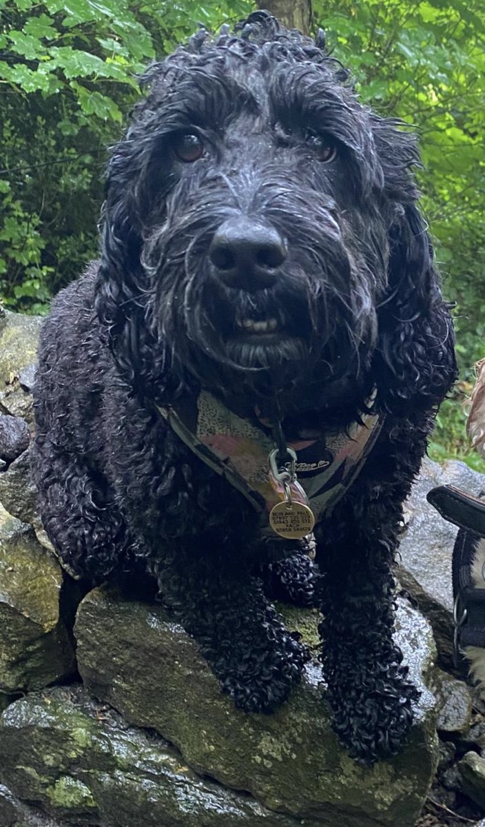 Hi #Rawdon #Yeadon people of Twitter. We lost our dog in Esholt Woods yesterday lunchtime and she’s only been spotted once at 7pm on Gill Lane. We’ve been here all night hoping she’d come back to the car, but still no sign. Please please keep an eye out. She’ll be so scared.