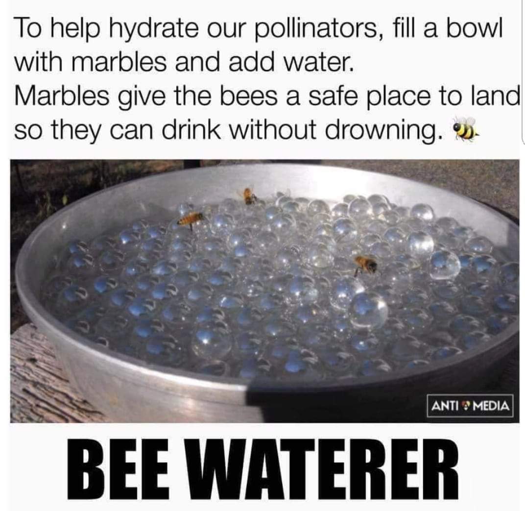 Add a little sugar to the water too... 🐝🐝🐝🐝🐝 #savethebees