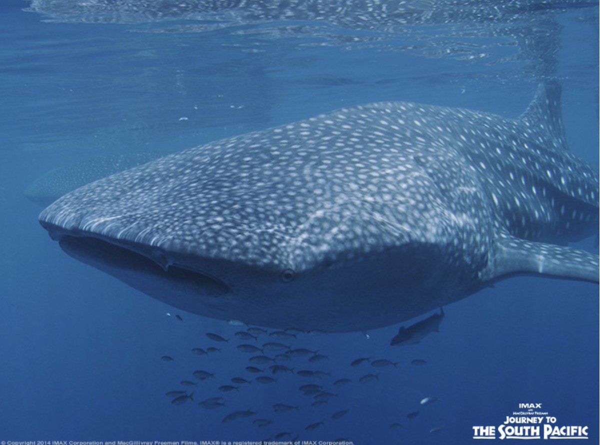 It's a #whaleshark Wednesday! #JourneytotheSouthPacific