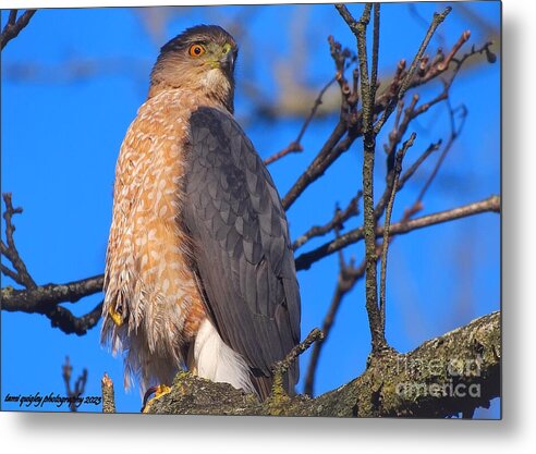 Spring Watch Of The Cooper's Hawk tami-quigley.pixels.com/featured/sprin… #WildlifeWednesday #ThePhotoHour #ArtistOnTwitter #BuyIntoArt #AYearForArt #CoopersHawk #raptor #spring #art for #FathersDay #giftidea #wallart #lehighvalleyphotographer @visitPA #TrexlerPark #LehighValley @LehighValleyPA