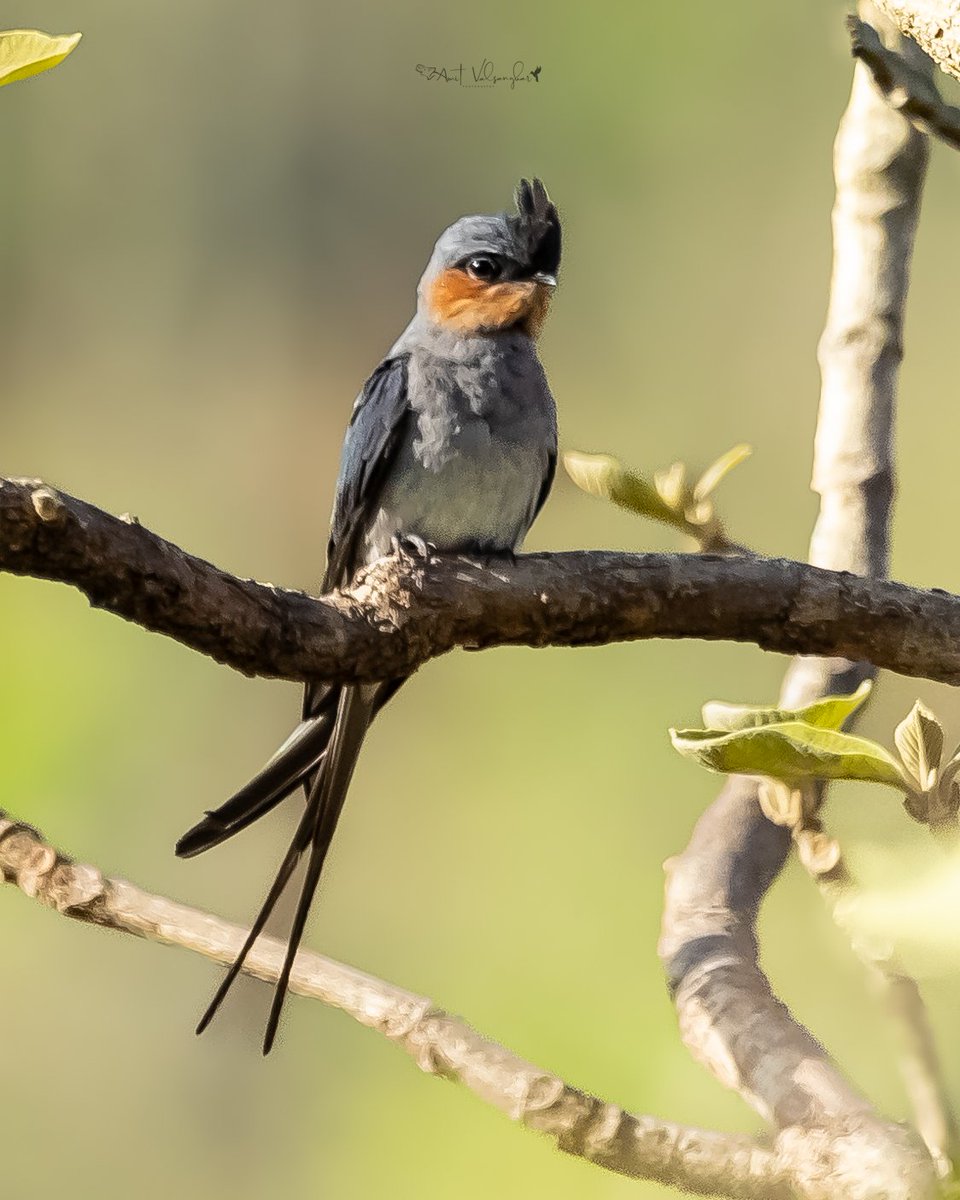 Crested Treeswift M #Crested #BirdsSeenIn2024 #IndiAves #ThePhotoHour #birds #birdphotography #ngtindia #NaturePhotography #BBCWildlifePOTD #TwitterNatureCommunity @IndiAves #birdwatching @BirdPlanets #bird #BirdsOfTwitter @NatGeoIndia @natgeowild #aves @Canon_India #swift