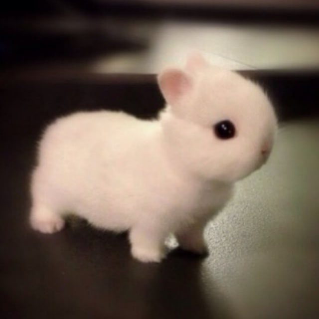 <a href="/JakeGagain/">JAKE</a> Jake , How about you come join $BUNI the rabbit gang , lets run together <a href="/bunicoinsol/">$buni</a>