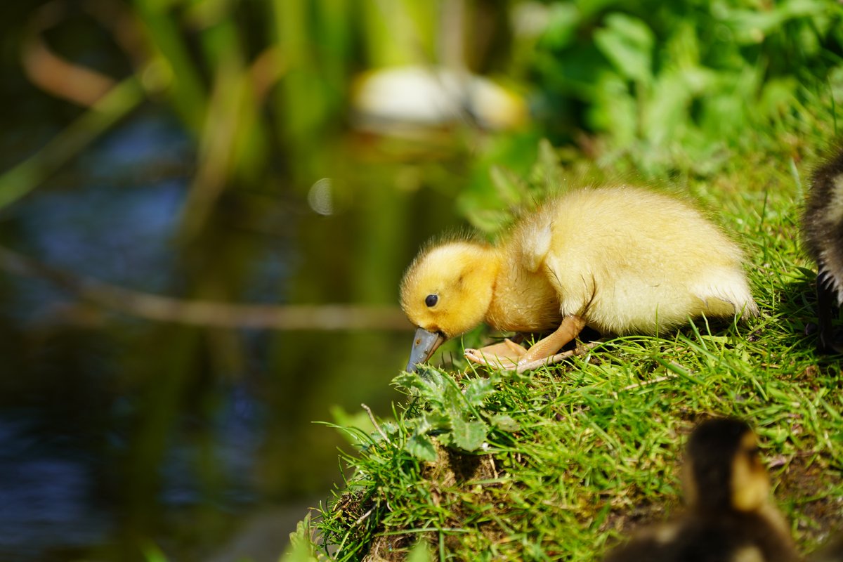 nadski65's tweet photo. If you stay positive in negative situation you win. 😊😊
Good morning everyone. Happy Thursday.
#nature #naturetwitter #birds #birdsphotography #quotes #willife #WildlifeConservation #duckling #duck #Thursday #nikon @UKNikon https://t.co/TKU8aIFx8b