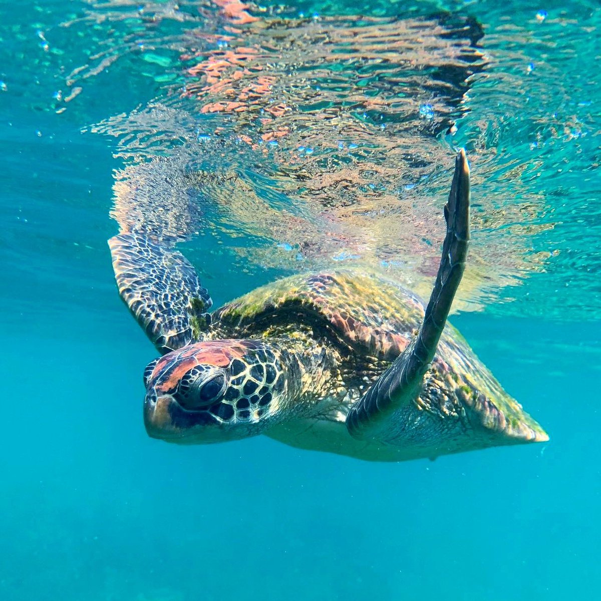 Happy #WorldTurtleDay!🐢

Turtles symbolize long life and prosperity. Let's celebrate by preserving their natural habitats🌊 and saying no to plastic waste that endangers their lives.

Together, we can protect these gentle giants. 🫶💚

#ActNow🏁
#GlobalGoals🗺️
#ForOurPlanet🌍