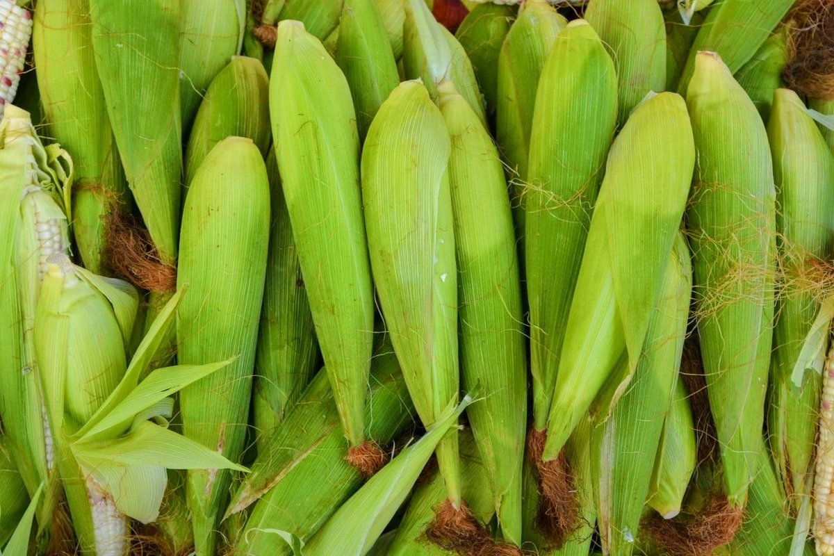 KunmingArea's tweet photo. Jiang Baba: Steamed or fried, always delicious! ๐ฝ Sweet, savory, and perfect for any meal. Which way do you prefer yours? #FoodieQuestion #CornDelight https://t.co/NM5ONWHhff