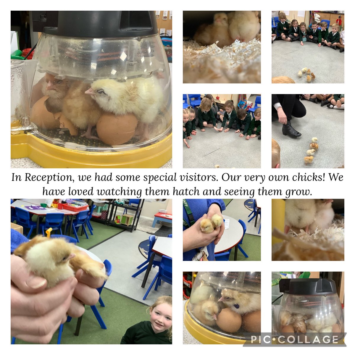 WoodfieldYr's tweet photo. Reception enjoyed watching the chicks hatch from eggs, looking after them carefully before they went back to the farm! #woodfieldscience https://t.co/2APccdCXk0
