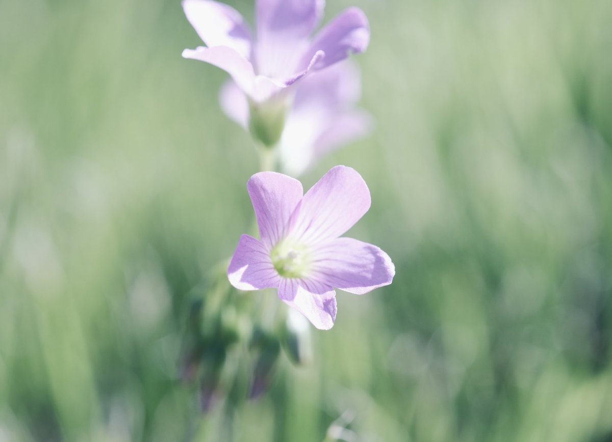 よい夢を運んでくれそうなムラサキカタバミ 花言葉は『心の輝き』、『喜び』