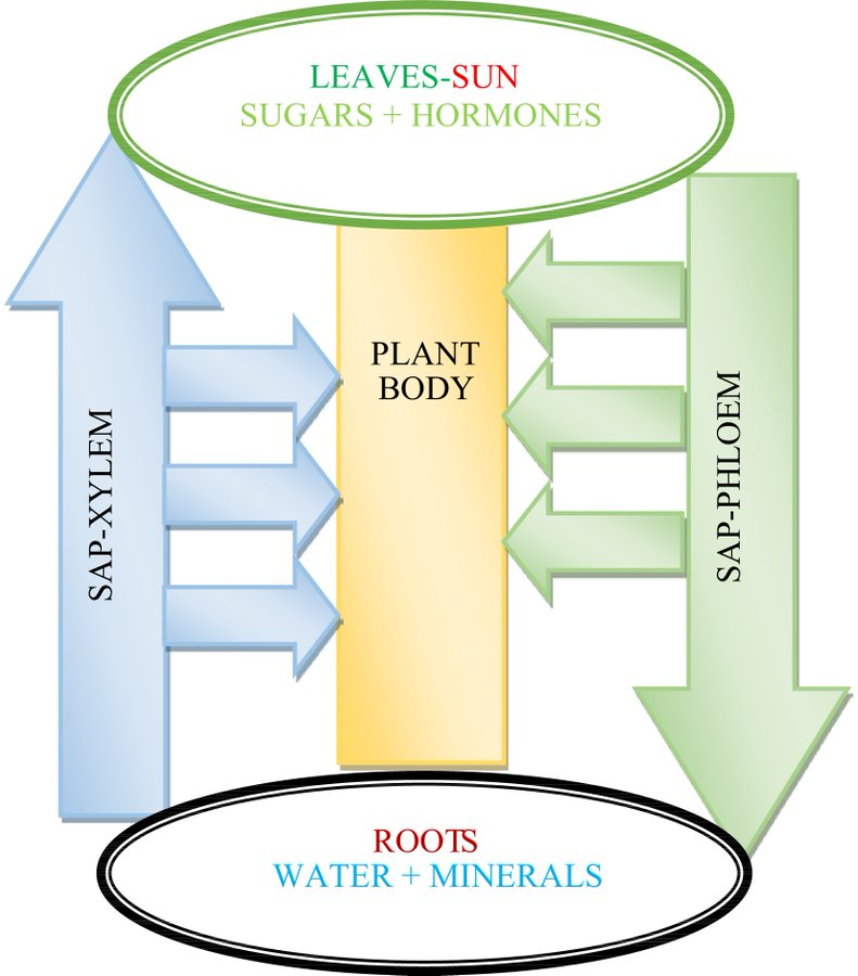 #OPR Exploring the impact of electromagnetic fields on plant biology! 🌿 Dive into strategies for mitigating the effects of EMF exposure using predictive modeling. @HortiPlant #PlantBiology #EMFResearch Details: maxapress.com/article/doi/10…