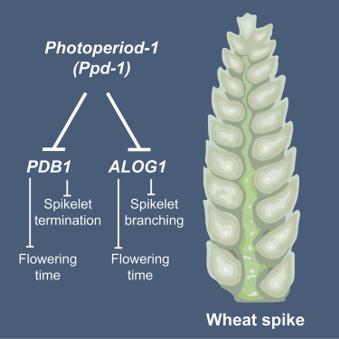 This is intersting! 
'Photoperiod insensitivity has been selected by breeders to help adapt crops to diverse environments and farming practices....'

@sbodes12 @agauley 
sciencedirect.com/science/articl…