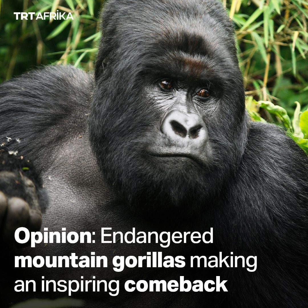 OPINION: This is a remarkable recovery, reversing decades of decline. They are now the only ape species whose population is on an upward trajectory trtafrika.com/opinion/endang…